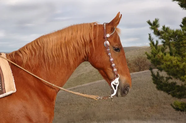 A fine Saddlebred Stallion — Stock Photo, Image