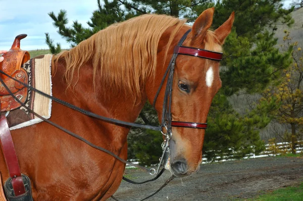 Un raffinato stallone sellato — Foto Stock