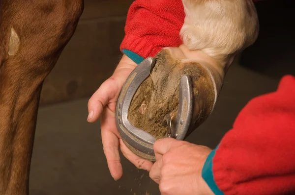 Horse Shoe Cleaning — Stock Photo, Image