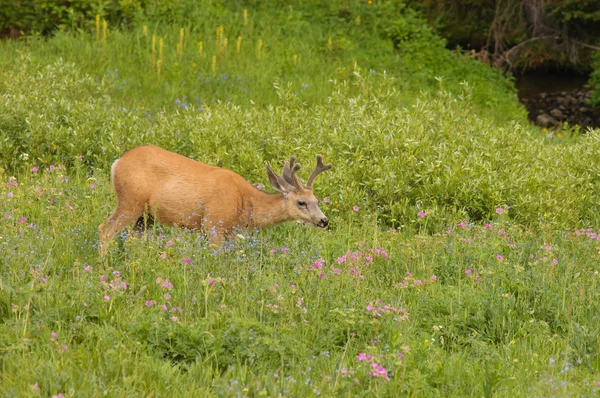 Unga manliga mule deer — Stockfoto