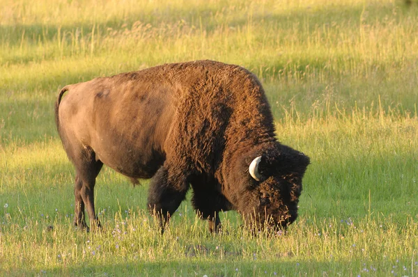 Bisonte norteamericano — Foto de Stock