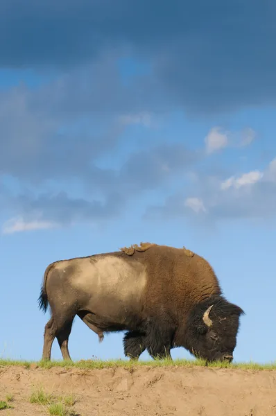 Iconic North American Buffalo — Stock Photo, Image