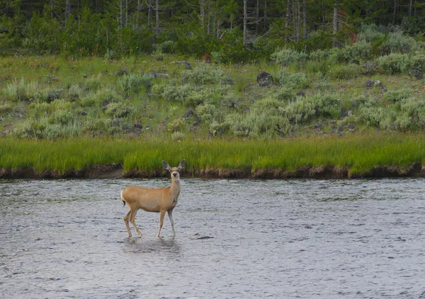 Kvinnliga mule deer i floden — Stockfoto