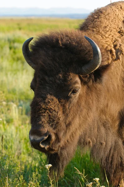 Nordamerikanska buffalo — Stockfoto