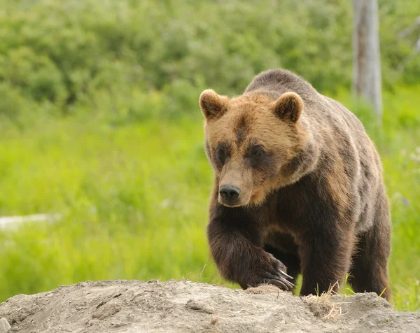 Niedźwiedź Grizzly Alaski — Zdjęcie stockowe