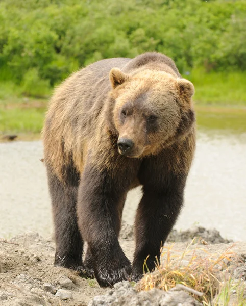 Alaszkai Grizzly medve — Stock Fotó