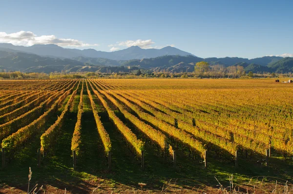Pohled na vinice v okrese Marlborough — Stock fotografie