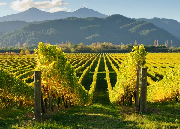 Üzüm bağları Marlborough bölgesinde görünümünü
