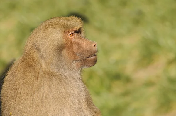 Olive babuíno sentado e assistindo — Fotografia de Stock