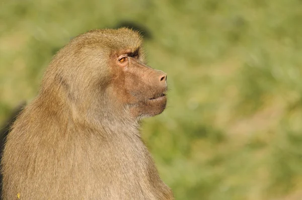 Olive Baboon sentado y mirando — Foto de Stock