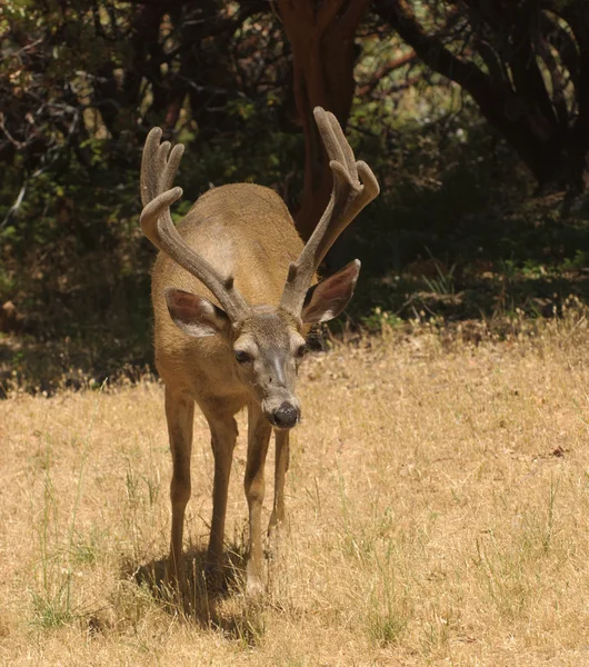 Californische black-tailed buck — Stockfoto