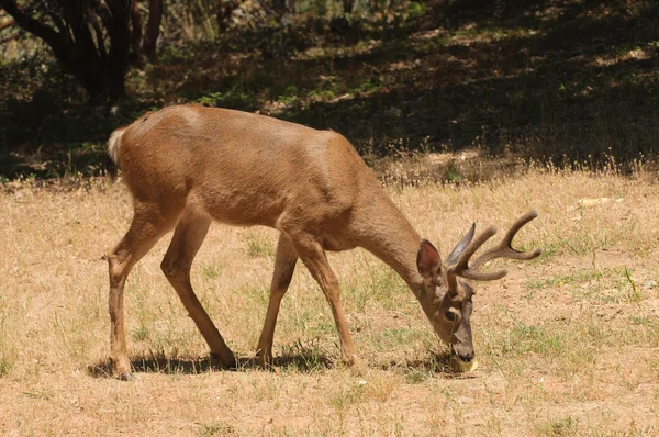 Californische black-tailed buck — Stockfoto