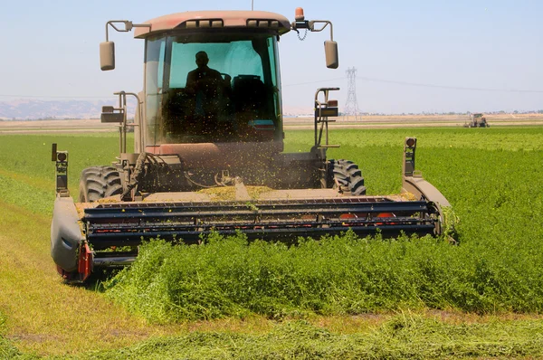 Skördetröska skära ett fält av alfalfa — Stockfoto