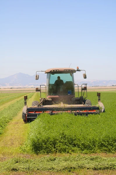Combine colheitadeira cortando um campo de alfafa — Fotografia de Stock
