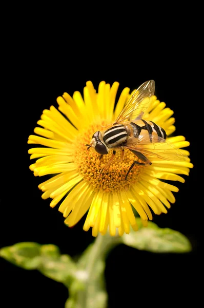 Bee pollinating flower — Stock Photo, Image