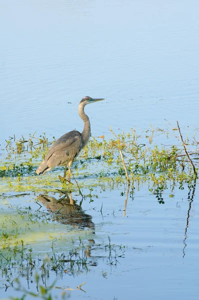 Héron gris — Photo