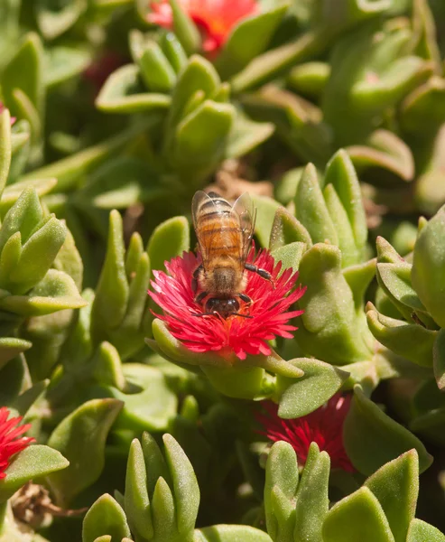 Μέλισσα σε ένα κόκκινο λουλούδι — Φωτογραφία Αρχείου