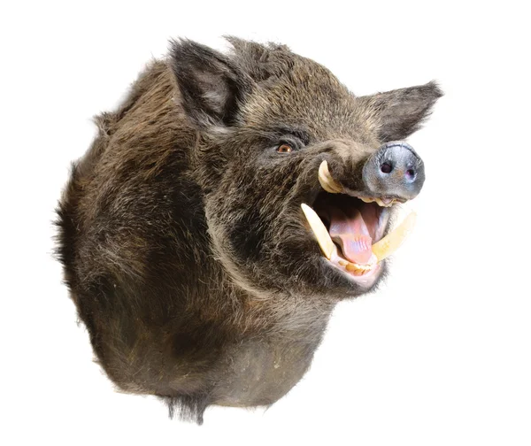 Wildschweine — Stockfoto