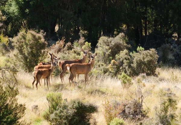 Group of female Red Deer — Stock Photo, Image