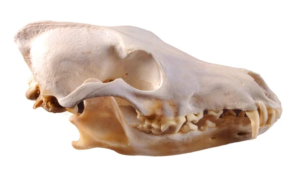 Crâne de coyote (canis latrans) sur fond noir — Photo