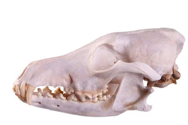 Siyah bir zemin üzerine bir çakal (canis Latrans) kafatası — Stok fotoğraf