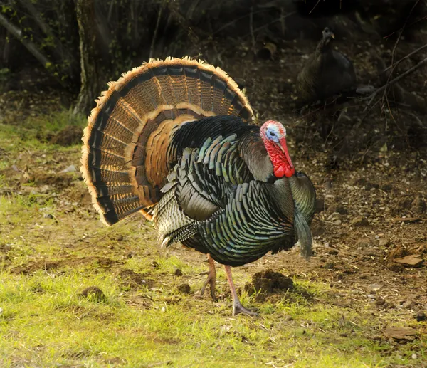 Turquie avec des hochets rouges et la tête bleue — Photo