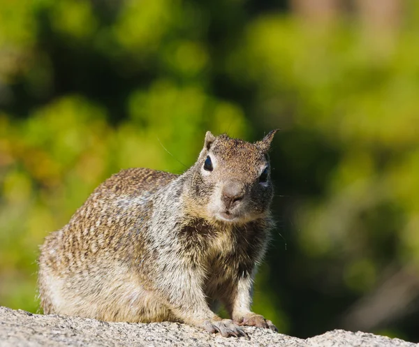 Ground squirrel — Stock Photo, Image