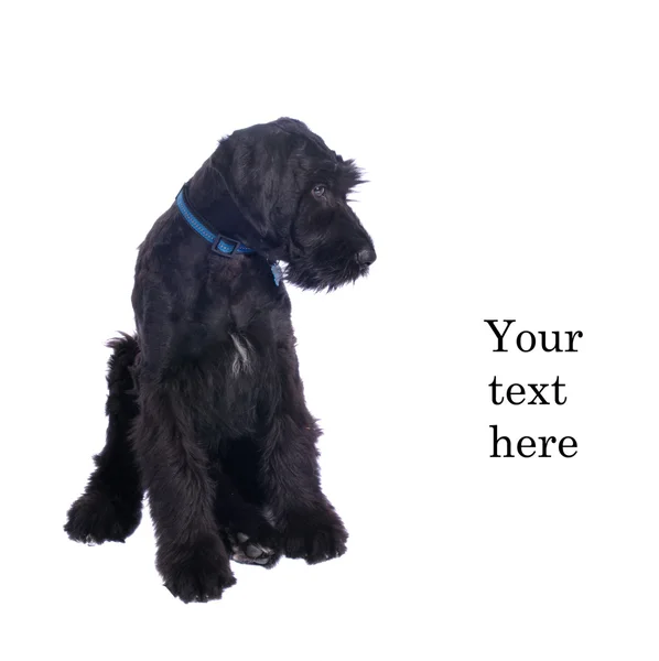 Schnauser puppy — Stock Photo, Image