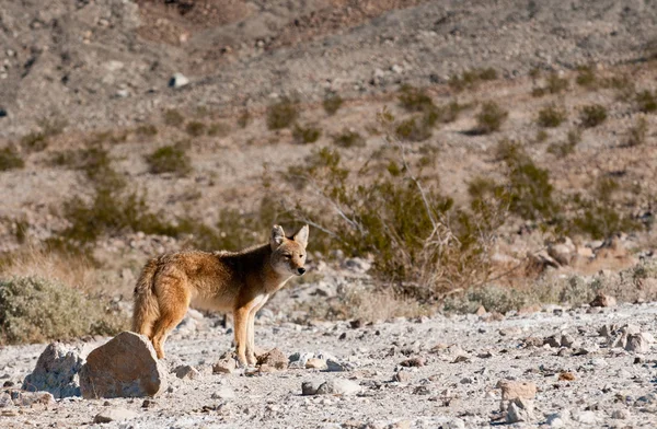 Coyotes v death valley — Stock fotografie