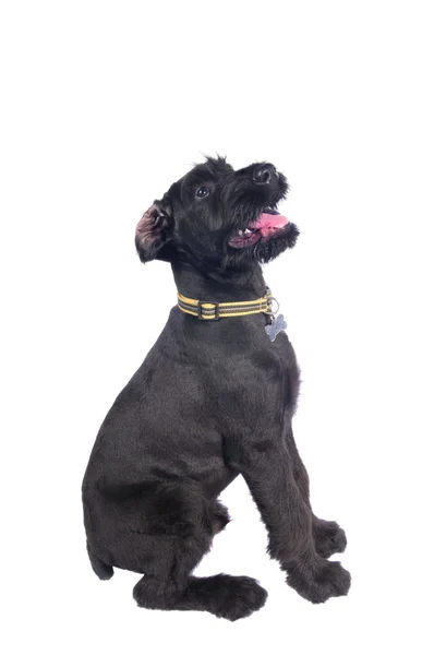 Schnauser valp — Stockfoto