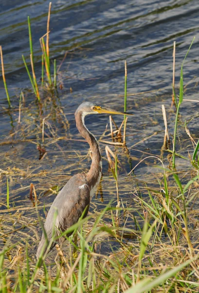 Non-Breeding Tricolored Heron — Stock Photo, Image