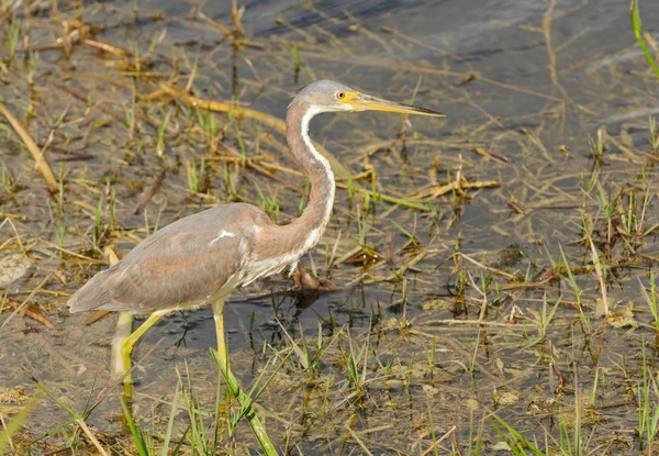 Driekleurenreiger — Stockfoto