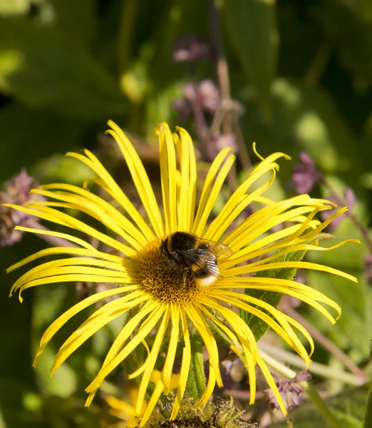 Bee on flower — Stock Photo, Image