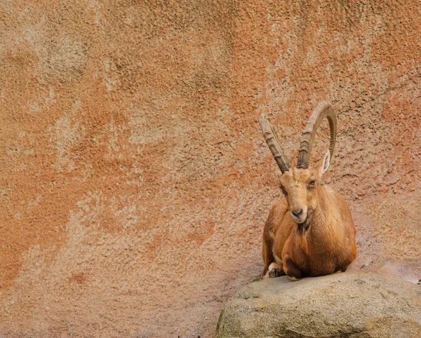 弯角的 ibex — 图库照片