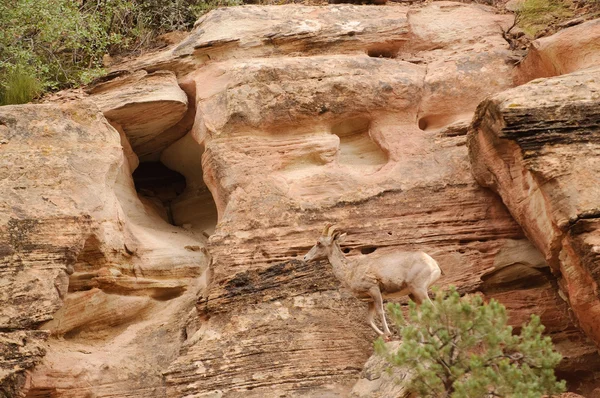 Rocky Mountain sheep — Stock Photo, Image