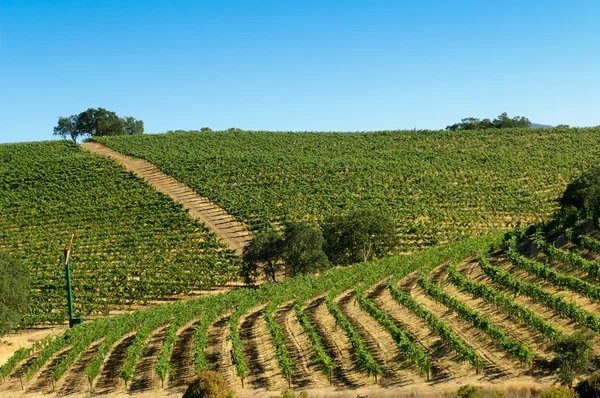 Mt. Howell Vineyards — Stock Photo, Image