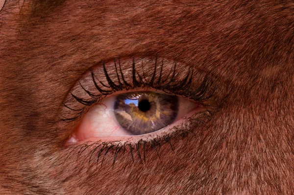 Closeup of an eye of a woman — Stock Photo, Image