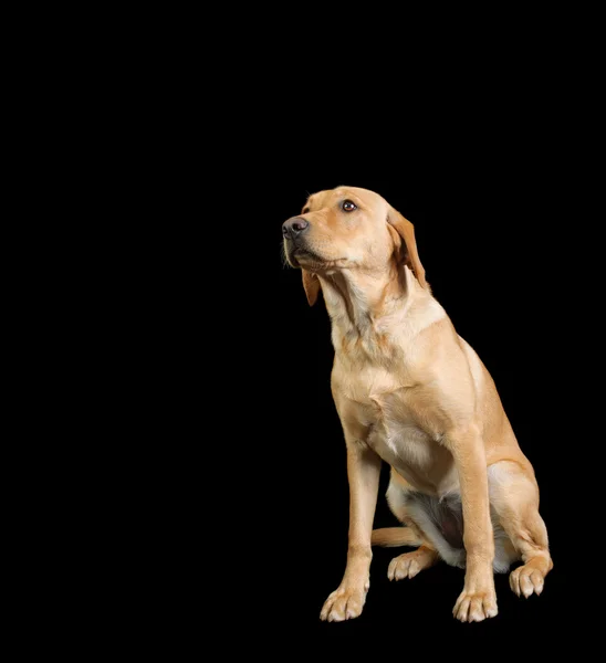 Cão labrador — Fotografia de Stock