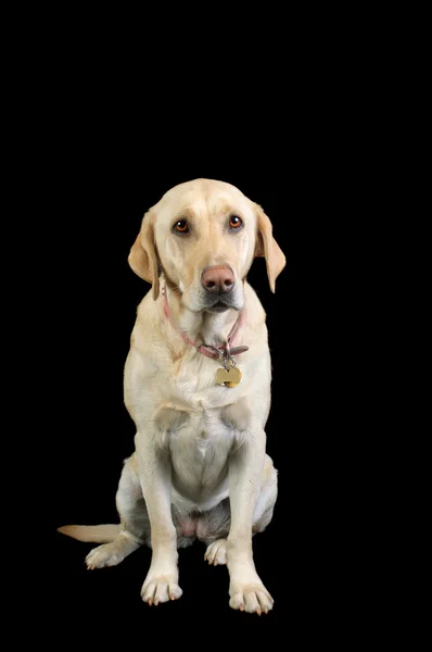 Cão labrador — Fotografia de Stock