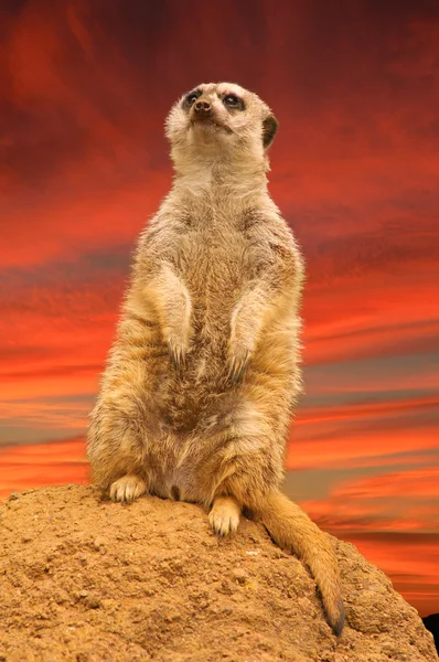 Meerkat sulla grande pietra — Foto Stock