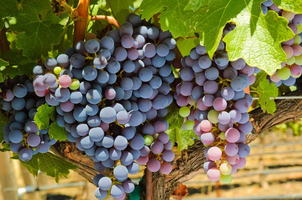 Ripening red grape — Stock Photo, Image