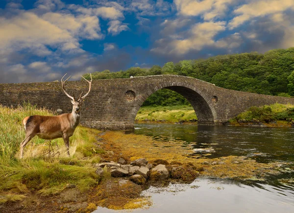 Red Deer — Stock Photo, Image