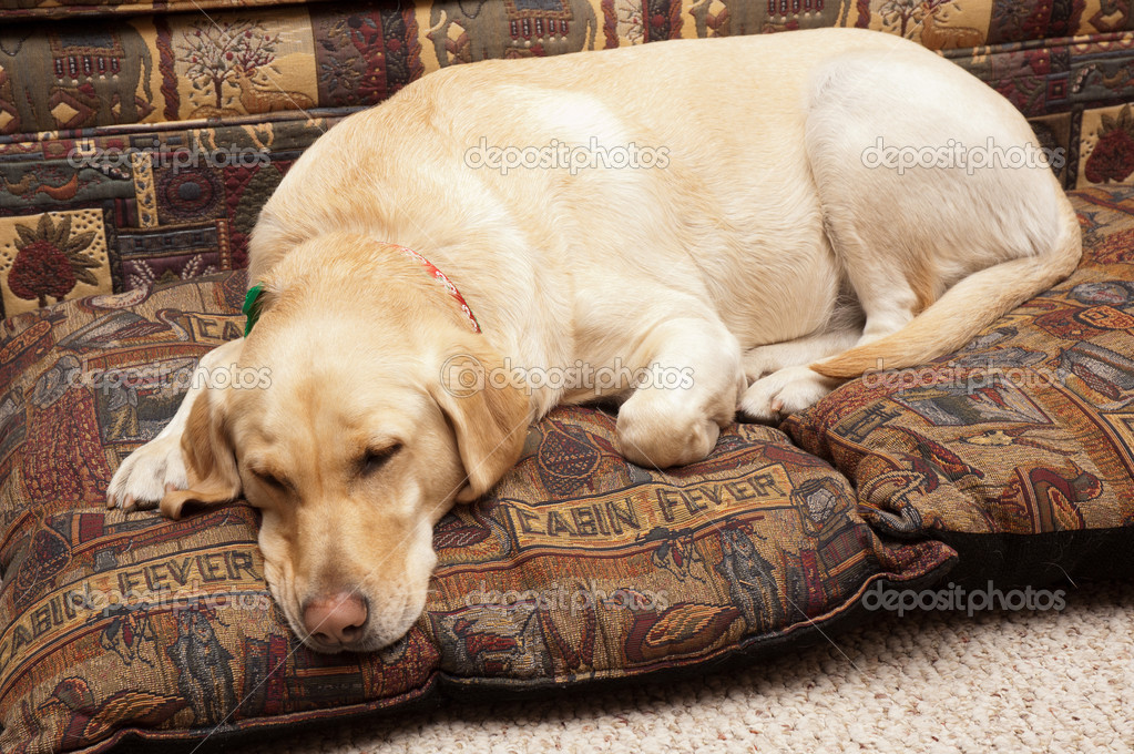 https://st.depositphotos.com/1388719/3210/i/950/depositphotos_32104737-stock-photo-cute-labrador-dog.jpg