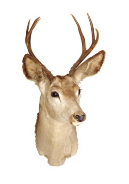 Deer head mount clipart