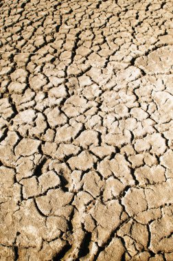 Kaliforniya'nın çakal