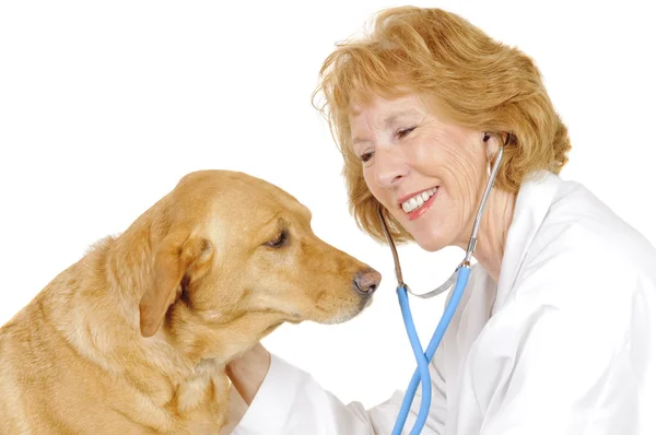 Female Veterinarian — Stock Photo, Image