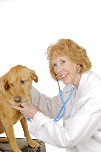 Veterinário feminino — Fotografia de Stock