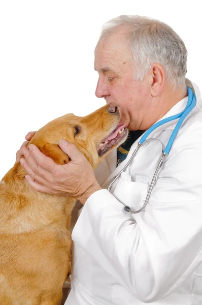 Veterinario masculino —  Fotos de Stock