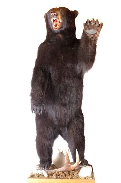 Black bear — Stock Photo, Image