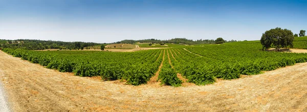 Vindyrkning - Stock-foto